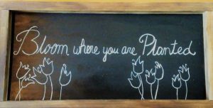 Bloom where you are planted